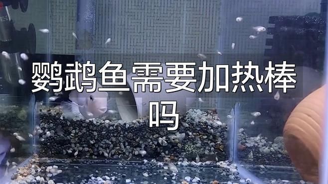 迷你鸚鵡魚不用加熱棒行嗎
