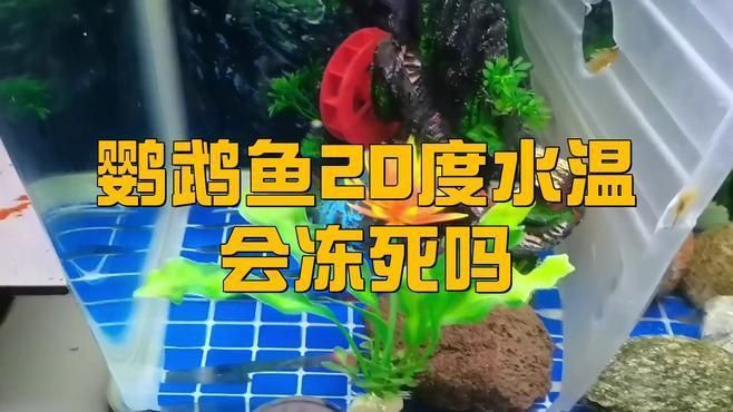 迷你鸚鵡魚不用加熱棒行嗎