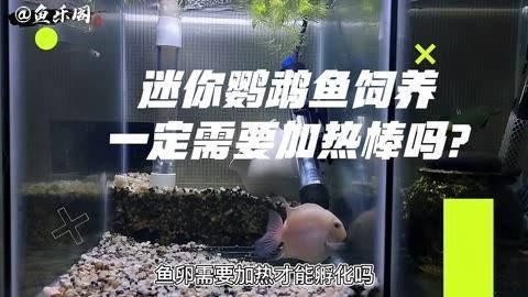 迷你鸚鵡魚不用加熱棒行嗎