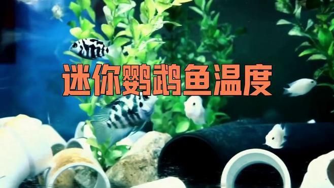 迷你鸚鵡魚不用加熱棒行嗎