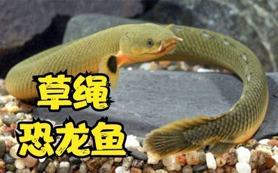 八爪恐龍魚怎么養殖（八爪恐龍魚怎么養）