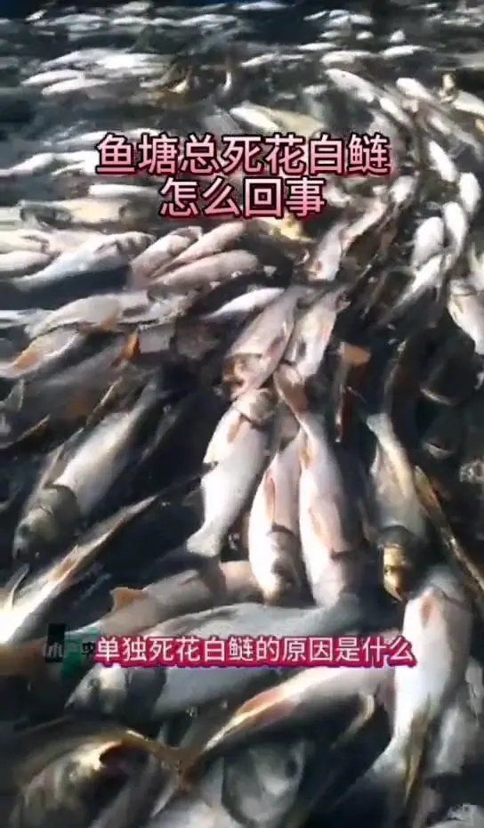 哪些魚種對缺氧最敏感？