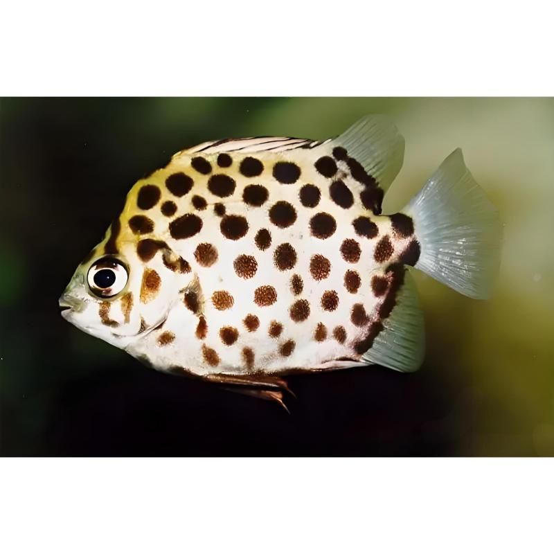 金鼓魚可以和什么魚混養(yǎng)