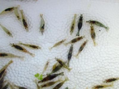 龍魚喂黃粉蟲的害處有哪些：龍魚喂黃粉蟲的害處