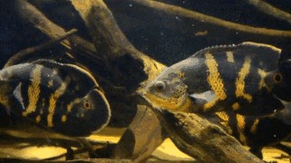 地圖魚和藍曼龍魚混養：地圖魚和藍曼龍魚混養應注意以下幾點