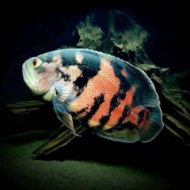 地圖魚和藍曼龍魚混養：地圖魚和藍曼龍魚混養應注意以下幾點