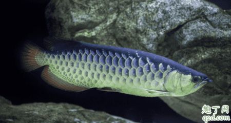 龍魚(yú)發(fā)色燈什么牌子好用點(diǎn)的：選擇龍魚(yú)發(fā)色燈時(shí)，馬印神燈是一款專為水族箱設(shè)計(jì)的水族箱燈 龍魚(yú)發(fā)色燈什么牌子好用點(diǎn)的：選擇龍魚(yú)發(fā)色燈時(shí)，馬印神燈是一款專為水族箱設(shè)計(jì)的水族箱燈 龍魚(yú)百科 第4張