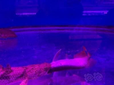 龍魚偶爾張大嘴