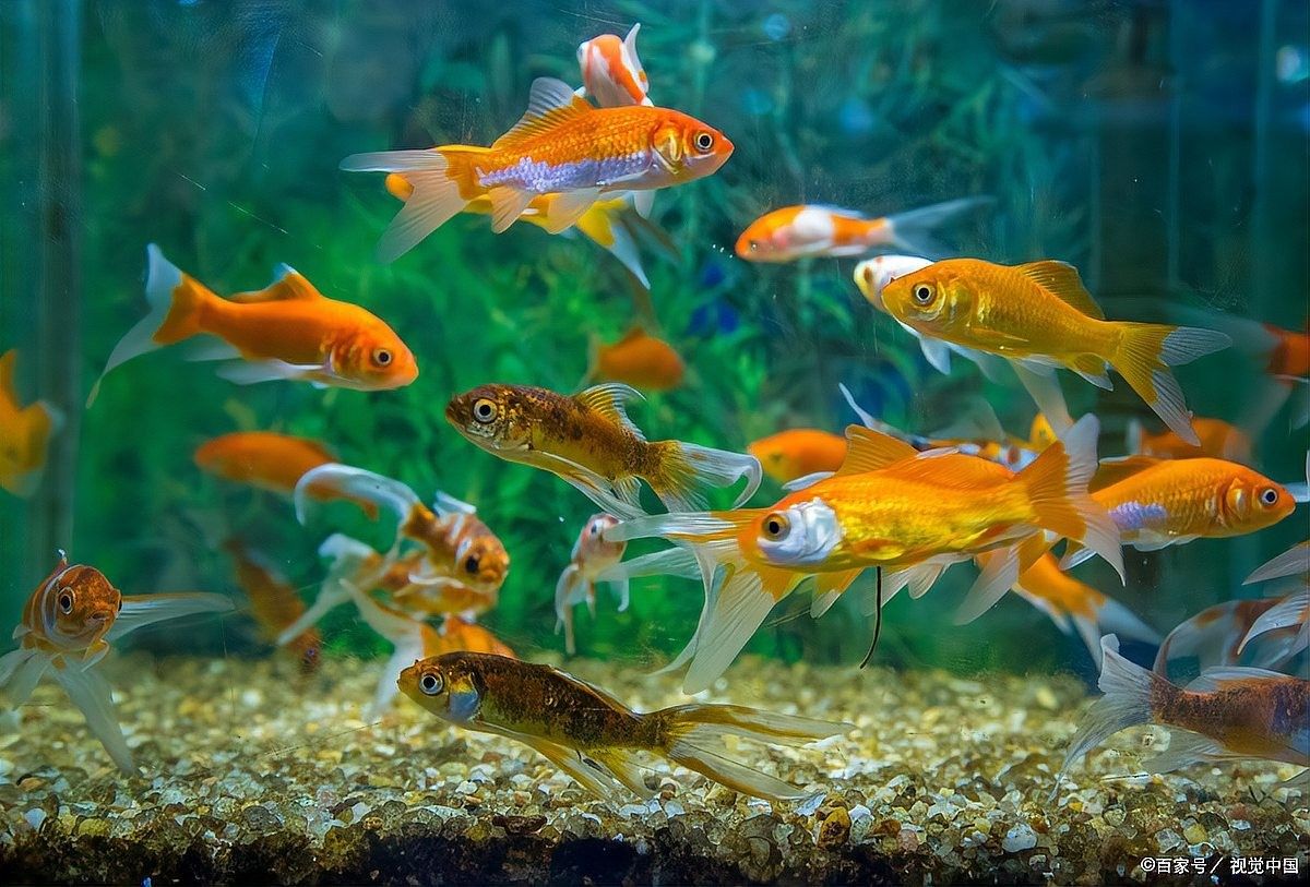 龍魚偶爾張大嘴