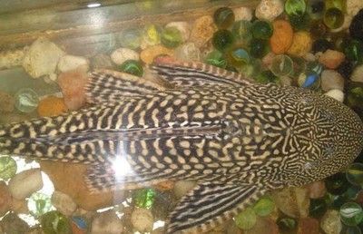 紅龍魚怎么看年齡大小【如何通過外觀判斷紅龍魚年齡】
