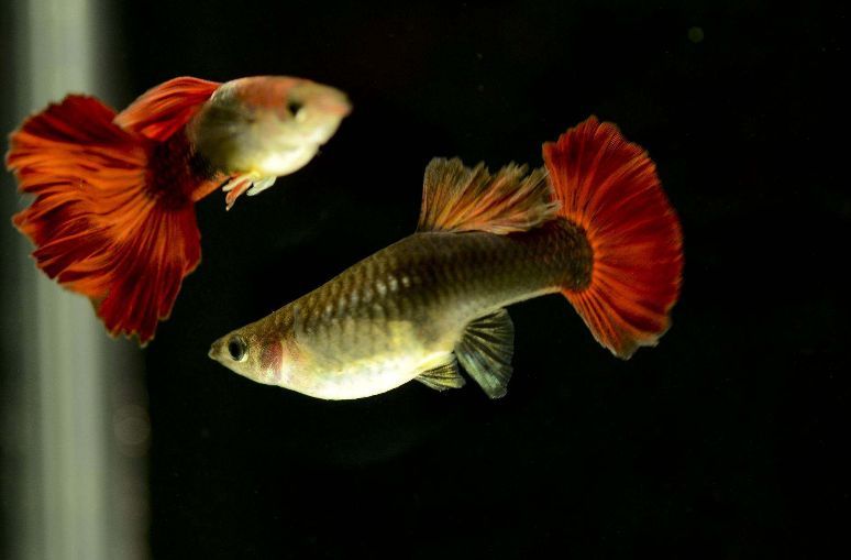 紅龍魚怎么看年齡大小【如何通過外觀判斷紅龍魚年齡】