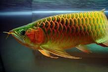 金龍魚常見10種疾病有哪些