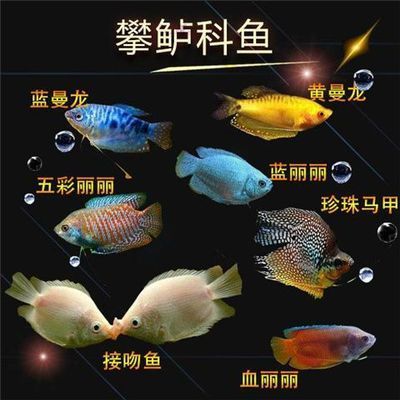 紅寶石魚和曼龍魚混養好嗎