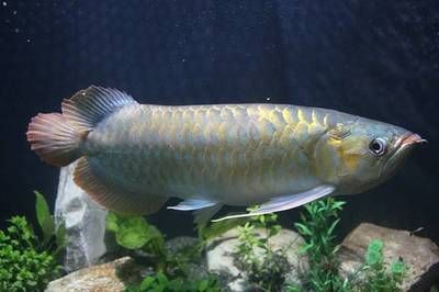 龍魚兜嘴怎么判斷（判斷龍魚是否兜嘴是否兜嘴，龍魚兜嘴的治療方法）