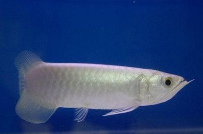 銀龍魚加熱棒調多少度（如何為銀龍魚設置合適的加熱棒）