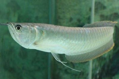 銀龍魚加熱棒調多少度（如何為銀龍魚設置合適的加熱棒）