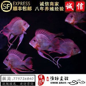 網上買龍魚48元：網上購買龍魚48元的價格可能比較罕見龍魚的價格