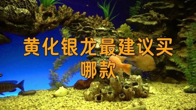 黃化龍魚23厘米價格圖片大全