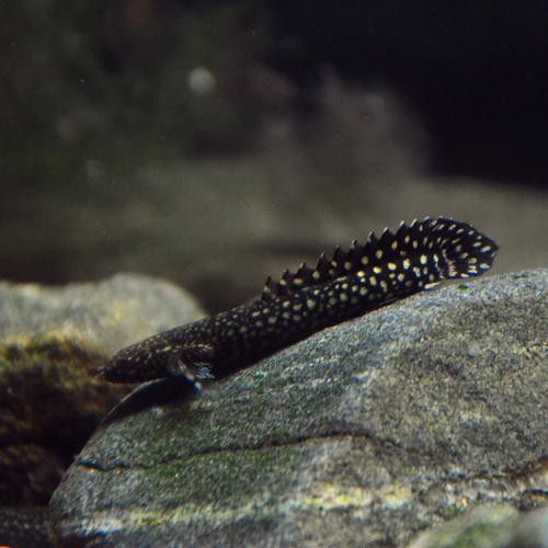 大花恐龍魚和虎紋恐龍魚