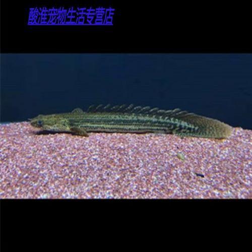 大花恐龍魚和虎紋恐龍魚