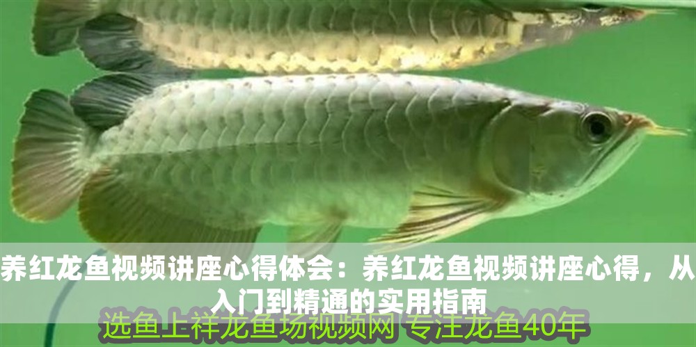 養紅龍魚視頻講座心得體會：養紅龍魚視頻講座心得，從入門到精通的實用指南
