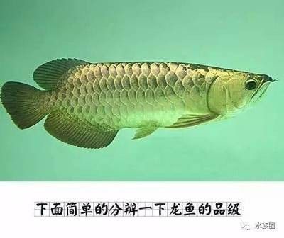 龍魚品級劃分標準：龍魚品級劃分的主要標準和特點