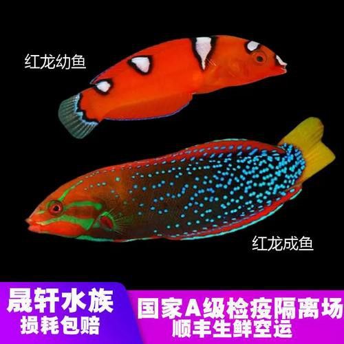 紅龍魚大概多少錢一條