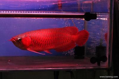 龍魚長多大：龍魚的體型和飼養條件以及飼養條件以及食物供應有關