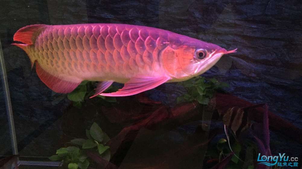 國內龍魚經銷商排行榜前十名品牌(2024年國內龍魚經銷商排行榜前十名的品牌) 龍魚百科 第5張 國內龍魚經銷商排行榜前十名品牌(2024年國內龍魚經銷商排行榜前十名的品牌) 國內龍魚經銷商排行榜前十名品牌(2024年國內龍魚經銷商排行榜前十名的品牌) 龍魚百科 第5張