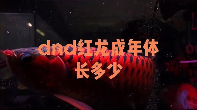 紅龍和金龍在《龍與地下城》中的詳細設定