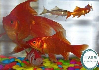 屬龍的養什么魚好：屬龍的人養風水魚有什么講究和建議？