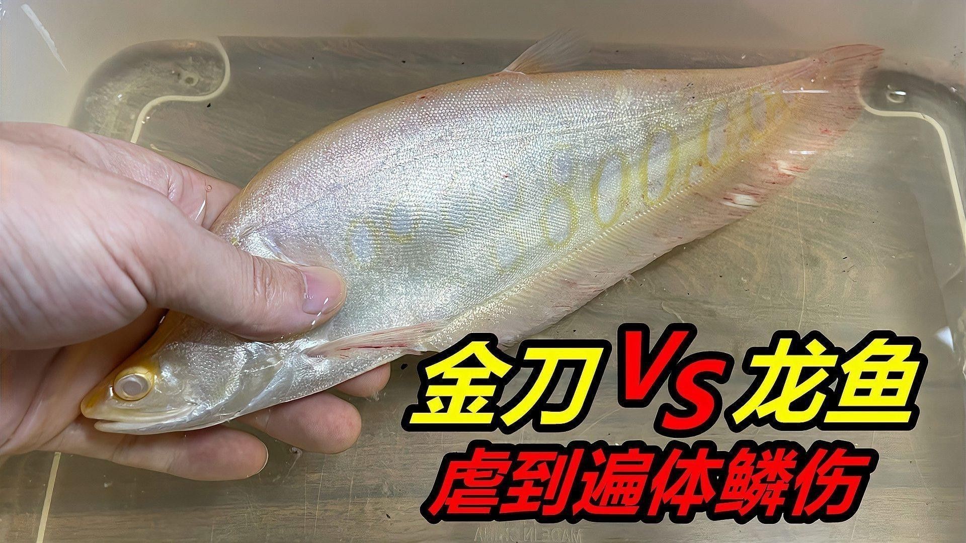 被龍魚咬傷后如何處理傷口？