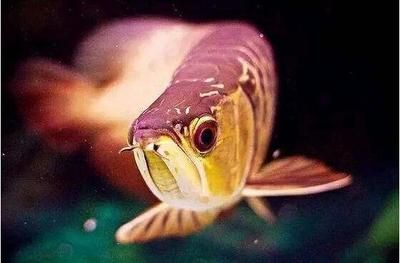大眼睛龍魚（大眼魚龍你真的了解嗎？）