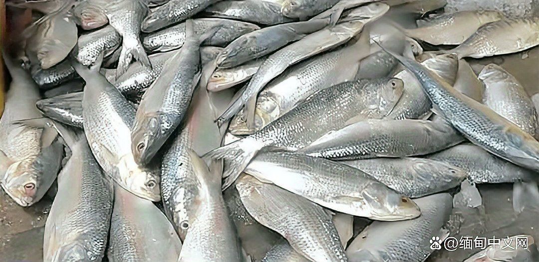 緬甸常見(jiàn)魚種
