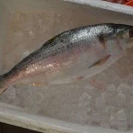 緬甸常見(jiàn)魚種