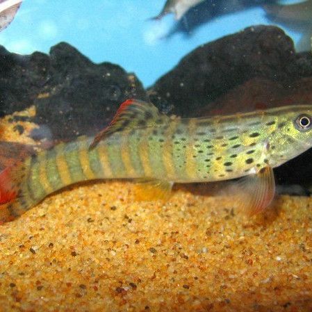 緬甸常見(jiàn)魚種