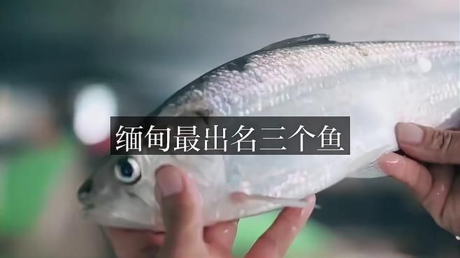 緬甸常見(jiàn)魚種