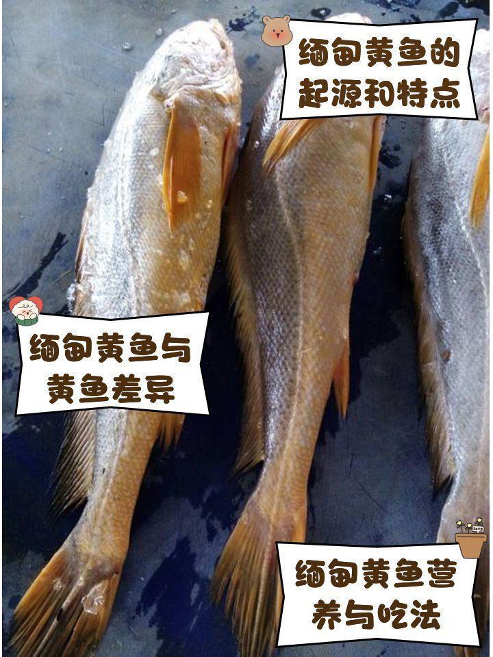 緬甸常見(jiàn)魚種