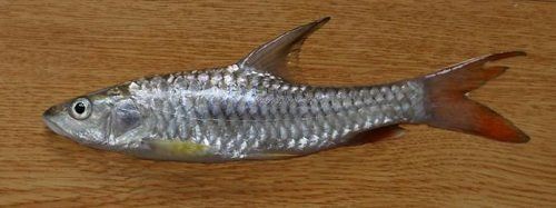 緬甸常見(jiàn)魚種