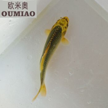 龍魚能放生嗎：廣州釣友偶遇一米長的龍魚，一米長的龍魚引起網(wǎng)友熱議