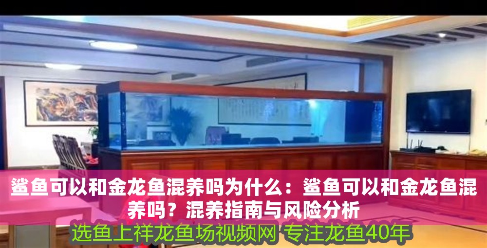 鯊魚可以和金龍魚混養嗎為什么：鯊魚可以和金龍魚混養嗎？混養指南與風險分析 鯊魚可以和金龍魚混養嗎為什么：鯊魚可以和金龍魚混養嗎？混養指南與風險分析 龍魚百科 第1張