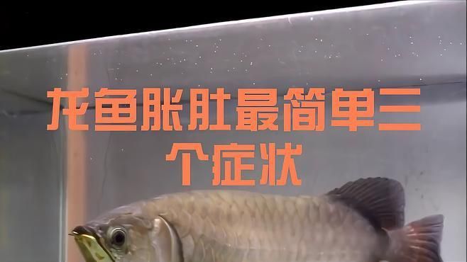 如何判斷龍魚是否患腹水病？