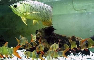 龍魚關燈就打架：龍魚關燈就打架怎么辦