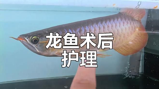 恢復期龍魚需要多久換一次水？ 恢復期龍魚需要多久換一次水？ 龍魚百科 第4張