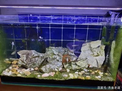 龍魚缸的燈放什么位置好：養(yǎng)龍魚時(shí)，魚缸燈最適合放在與水面平行光線和魚缸成45度角的位置