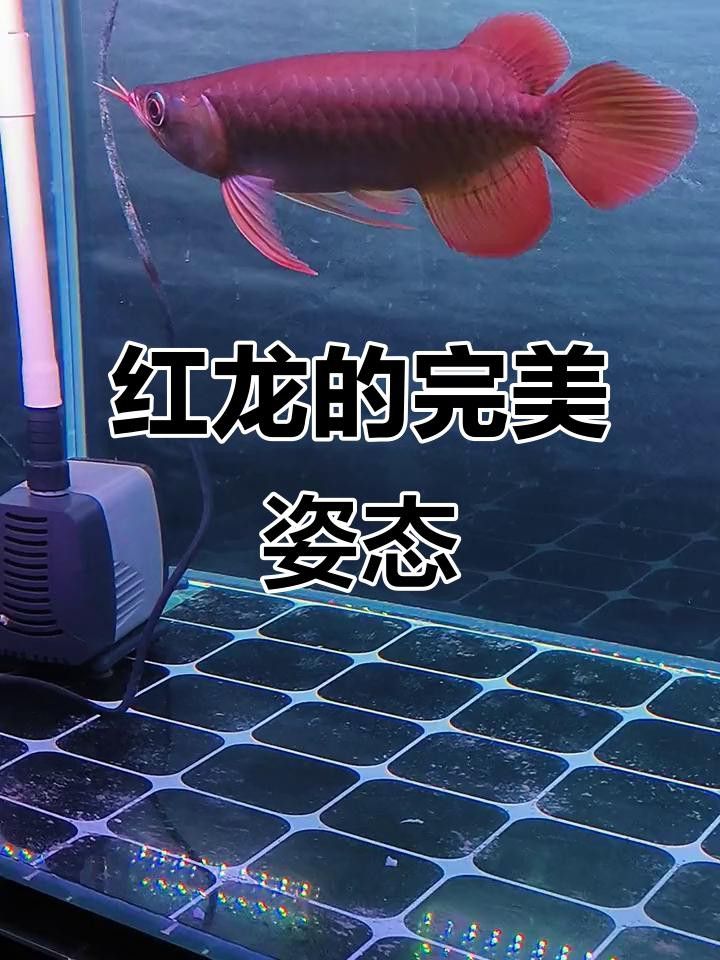 如何判斷紅龍魚是否開始主動巡游？