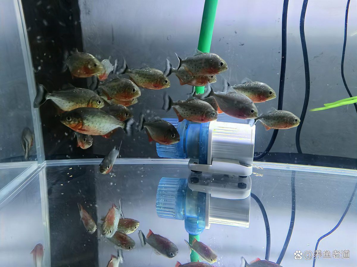 如何判斷紅龍魚是否開始主動巡游？