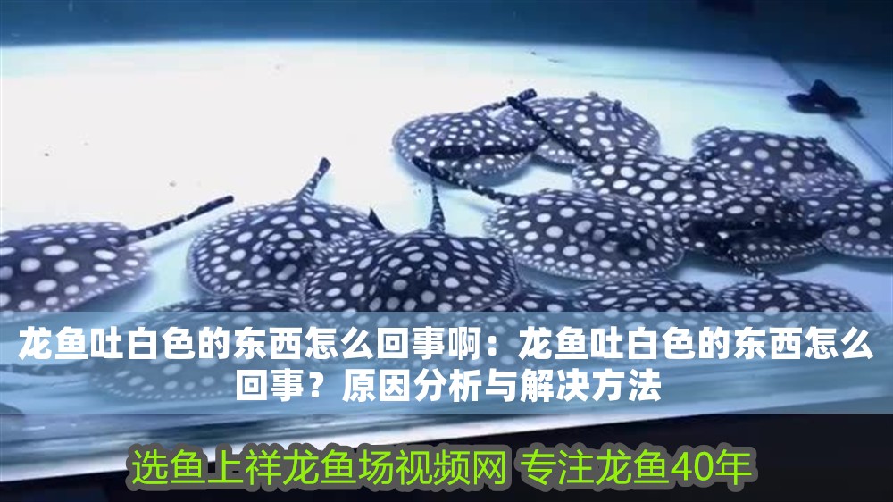 龍魚吐白色的東西怎么回事啊：龍魚吐白色的東西怎么回事？原因分析與解決方法