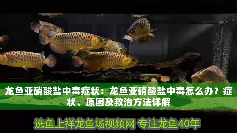 龍魚亞硝酸鹽中毒癥狀：龍魚亞硝酸鹽中毒怎么辦？癥狀、原因及救治方法詳解