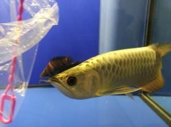 金龍魚七彩神仙魚混養【金龍魚和七彩神仙魚混養】